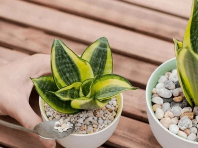 Cây Lưỡi Hổ Phong Thủy: Ý Nghĩa, Tác Dụng và Cách Trồng Hợp Tuổi, Mệnh