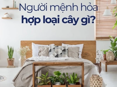 Cây phong thủy hợp mệnh Hỏa: Bí quyết chiêu tài lộc và may mắn