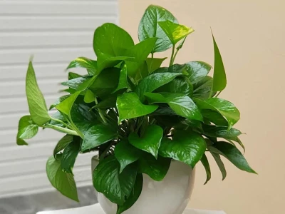 Cây trồng trong nhà hợp phong thủy mang tài lộc và may mắn