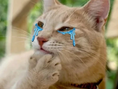 Khám phá Meme Cat Cry: Biểu tượng cảm xúc hài hước của thời đại số