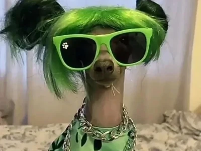 Khám Phá Thế Giới Avatar Meme Độc Đáo và Hài Hước Nhất 2026