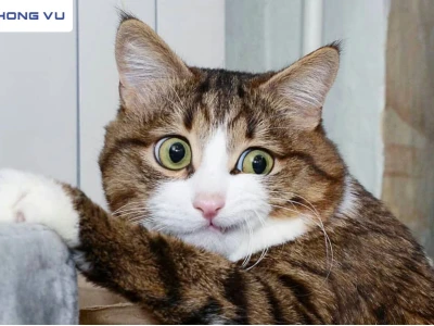 Khám Phá Thế Giới Avatar Mèo Khóc: Meme Hài Hước Đến Biểu Cảm Tột Cùng