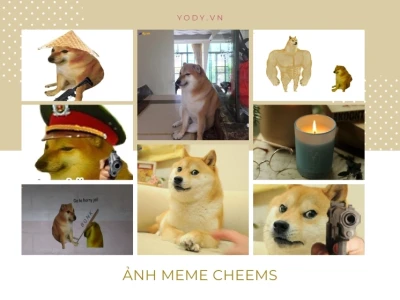 Khám Phá Thế Giới Meme Cheems: Nguồn Gốc, Ý Nghĩa và Biểu Tượng Văn Hóa