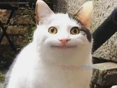 Meme 'Ai Biết Gì Đâu' - Biểu Cảm Hài Hước Cứu Nguy Mọi Tình Huống 2026