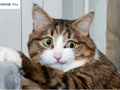 Meme Mèo Bất Ngờ: Những Hình Ảnh Hài Hước Đốn Tim Cư Dân Mạng Năm 2026