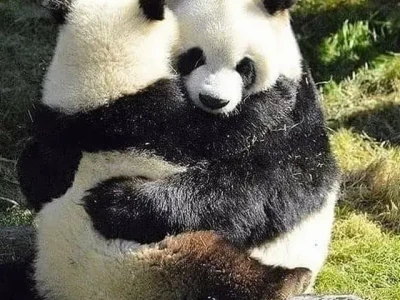 Meme ôm an ủi: Tuyển tập những hình ảnh gửi gắm yêu thương và sẻ chia