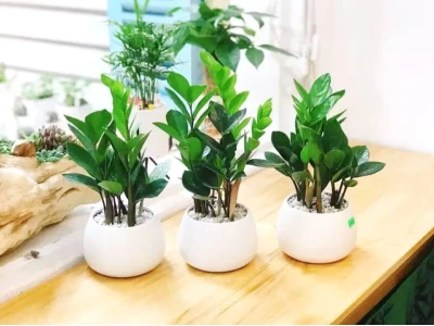 Tuổi Giáp Dần 1974 Trồng Cây Gì Hợp Phong Thủy Năm 2026?