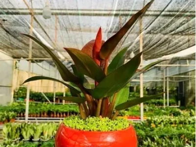 Tuổi Mão 1987 Trồng Cây Gì Hợp Phong Thủy Năm 2026 Mang Tài Lộc