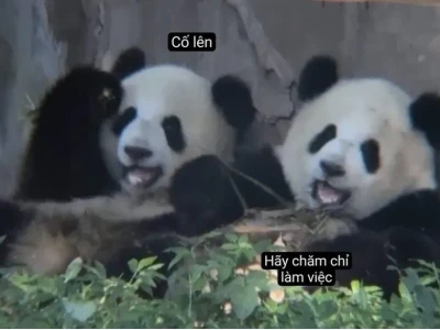 Tuyển Tập Meme Cố Lên Hài Hước Nhất Năm 2026: Nguồn Động Lực Bất Tận