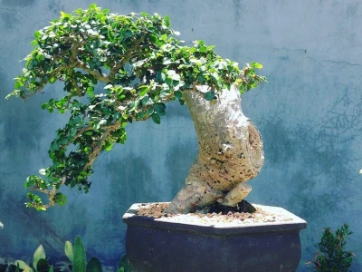 Ý nghĩa phong thủy cây duối cảnh và cách bài trí thu hút tài lộc