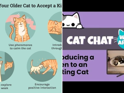 Mastering the art of introducing a new kitten to an existing cat safely in 2026