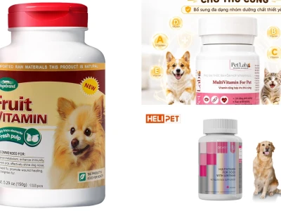Bí quyết chọn tổng hợp vitamin cho chó hiệu quả nhất năm 2026